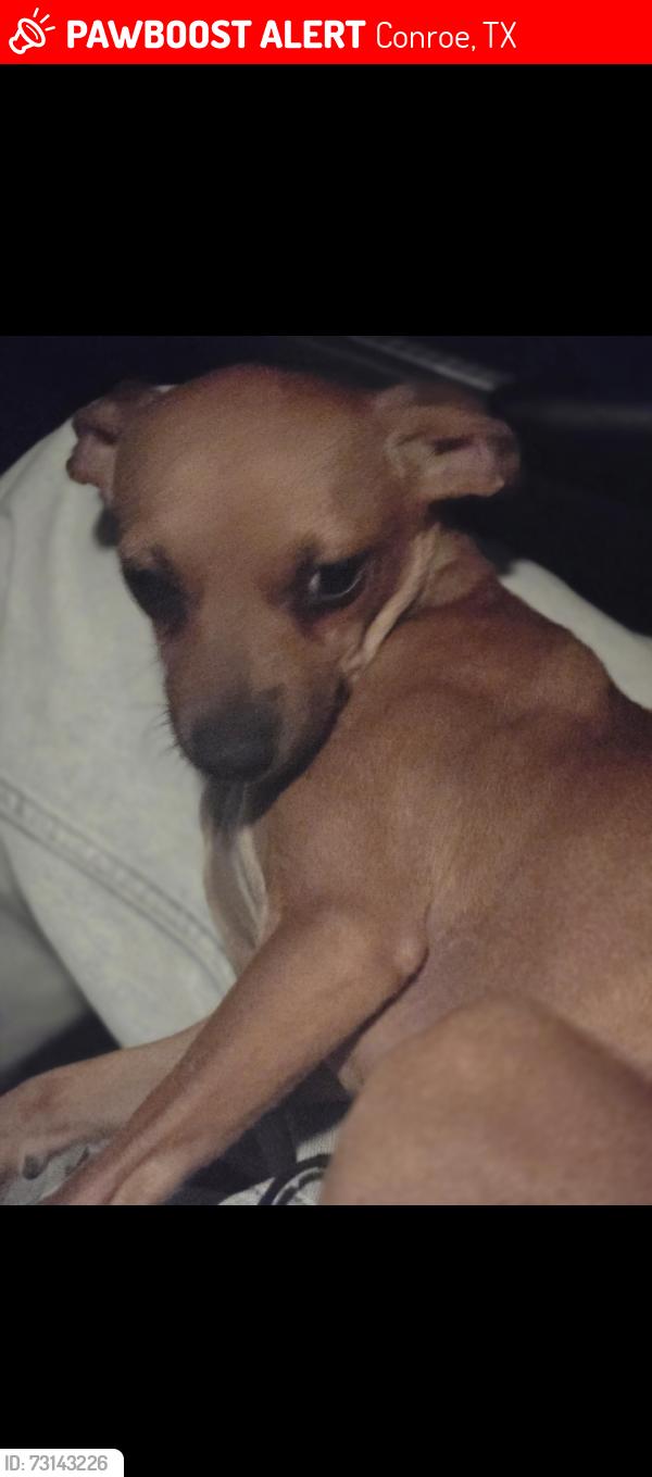 Lost Female Dog last seen Meadow Rd Northline Oaks, Conroe, TX 77384