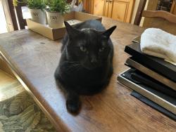 Lost Male Cat last seen Three meadows park, Brookfield, WI 53005