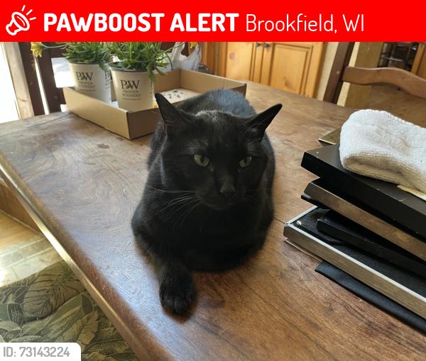 Lost Male Cat last seen Three meadows park, Brookfield, WI 53005