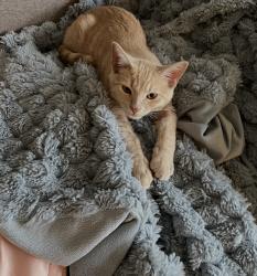 Reunited Male Cat last seen Indian hill st, Claremont, CA 91711