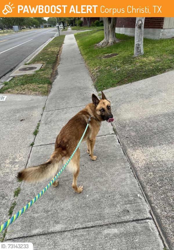 Found/Stray Male Dog last seen Cornell and Lipes, Corpus Christi, TX 78414