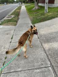 Found/Stray Male Dog last seen Cornell and Lipes, Corpus Christi, TX 78414