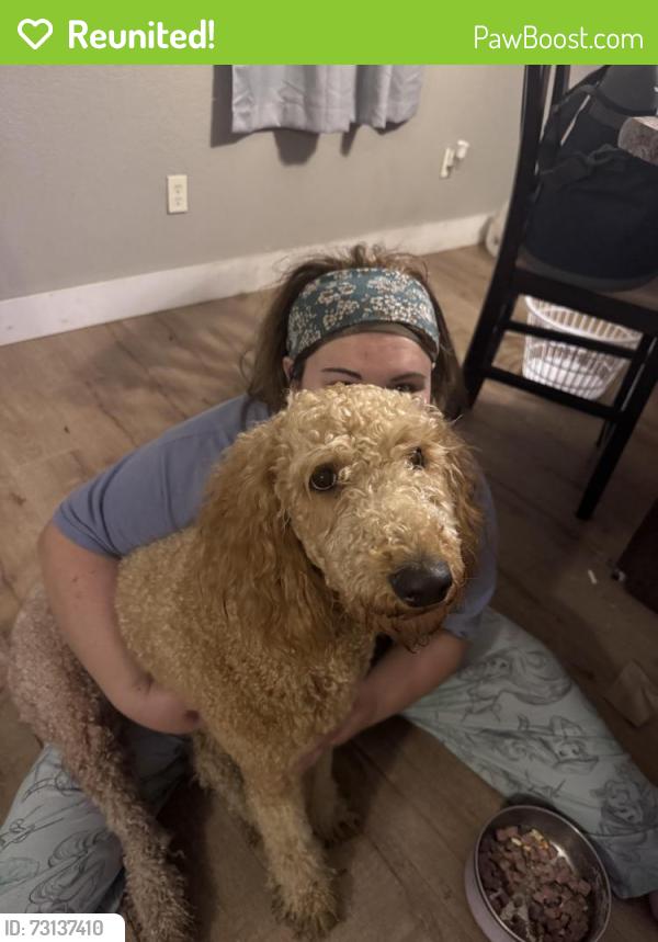Reunited Female Dog last seen Near Willow Ave, Longcrest, Simino, Hargis,, Jonesboro, AR 72404