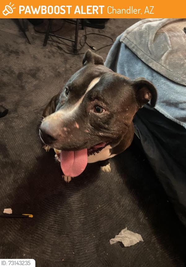Found/Stray Male Dog last seen Ocotillo and McQueen, Chandler, AZ 85224