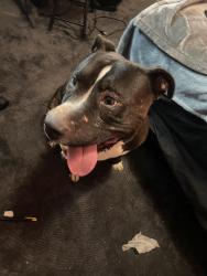 Found/Stray Male Dog last seen Ocotillo and McQueen, Chandler, AZ 85224