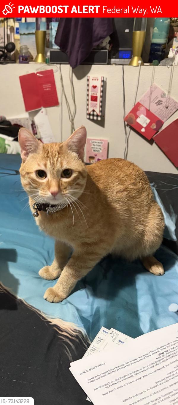 Lost Male Cat last seen Near and 24th Ave., Southwest, Federal Way, WA 98023
