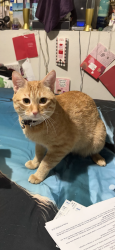 Lost Male Cat last seen Near and 24th Ave., Southwest, Federal Way, WA 98023