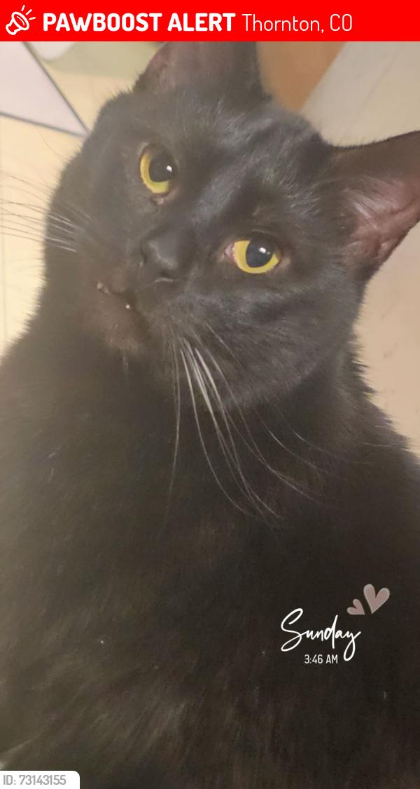 Lost Male Cat last seen 100th and steele, Thornton, CO 80229