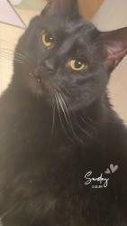 Lost Male Cat last seen 100th and steele, Thornton, CO 80229
