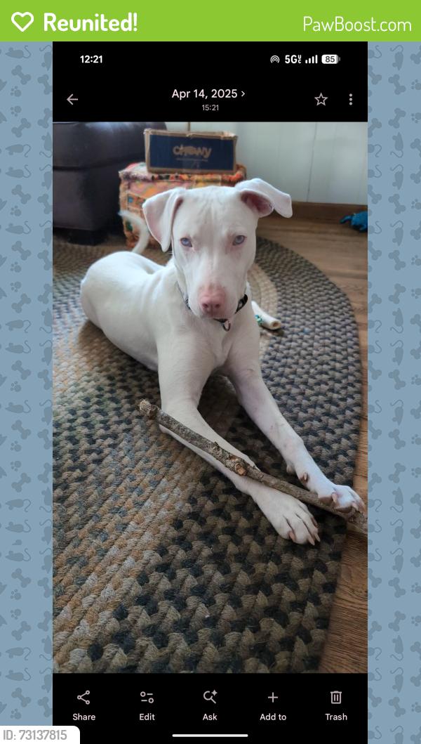 Reunited Male Dog last seen Hibriten Mountain Road, Lenoir, NC 28645
