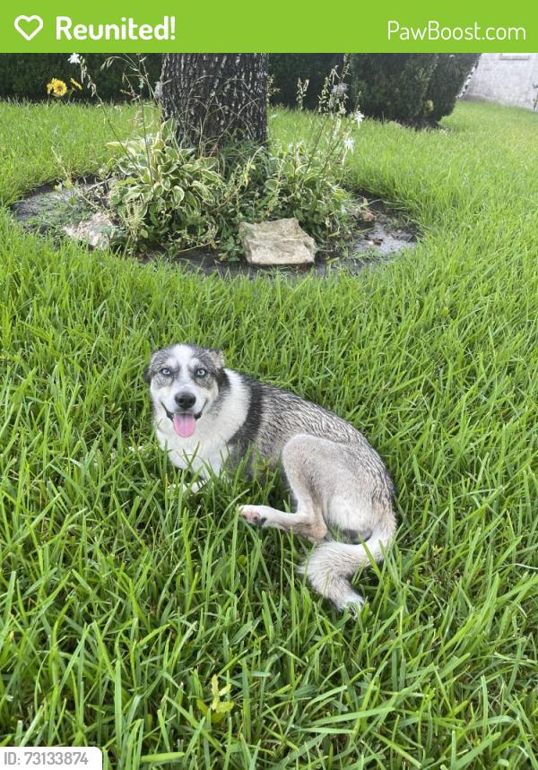 Reunited Unknown Dog last seen Ashview Lane, Fresno, Tx 77545, Fresno, TX 77545