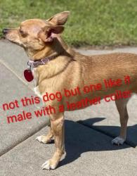 Reunited Male Dog last seen 2nd and park, La Verne, CA 91750