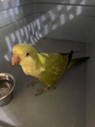Found/Stray Unknown Bird last seen 29th ave and 16th street, Vero Beach, FL 32960