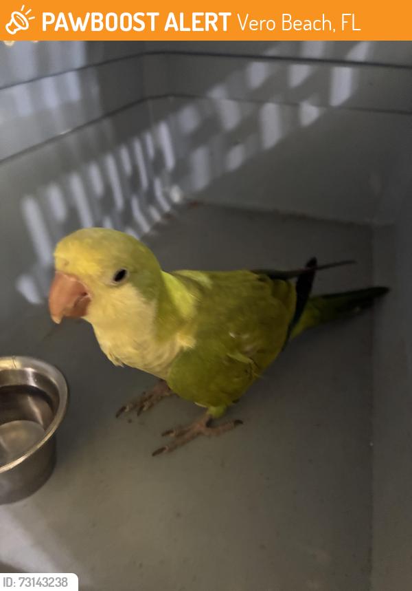 Found/Stray Unknown Bird last seen 29th ave and 16th street, Vero Beach, FL 32960
