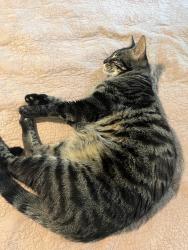 Lost Female Cat last seen Southeast 67th and Knight, Portland, OR 97206