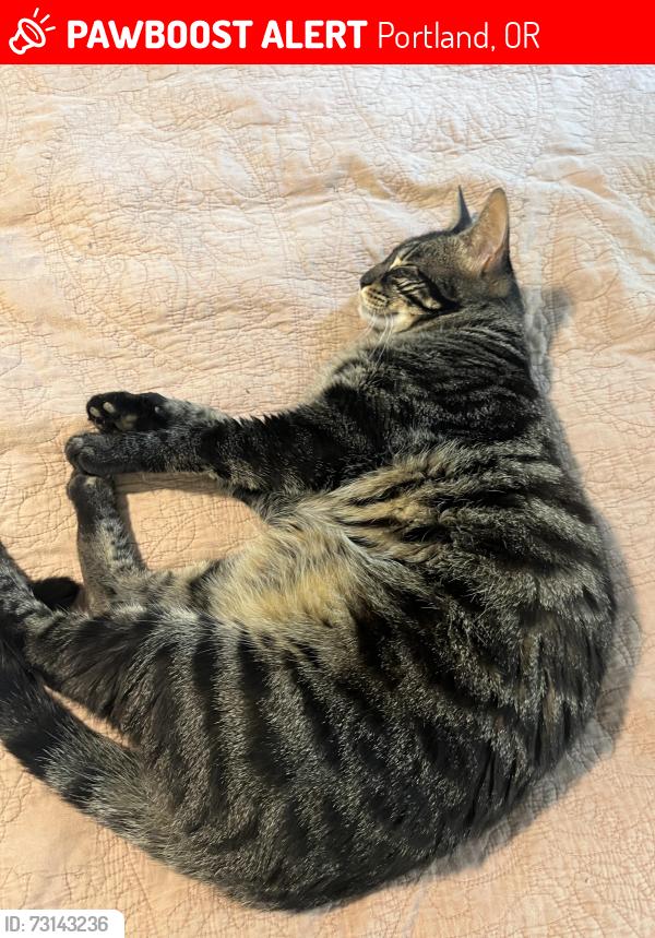 Lost Female Cat last seen Southeast 67th and Knight, Portland, OR 97206