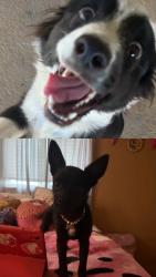 Reunited Unknown Dog last seen Clinton St, Indio, CA 92201