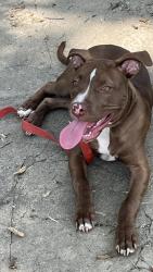 Lost Female Dog last seen Fairview park, Cincinnati, OH 45214