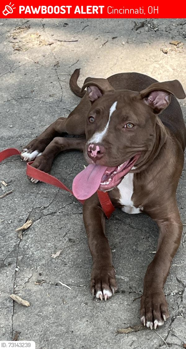 Lost Female Dog last seen Fairview park, Cincinnati, OH 45214