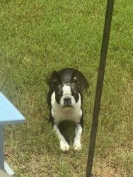Lost Female Dog last seen Mountain View aquatic center, Northampton neighborhood, Marietta, GA 30066