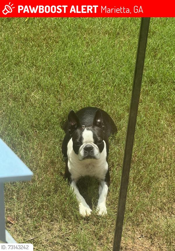 Lost Female Dog last seen Mountain View aquatic center, Northampton neighborhood, Marietta, GA 30066