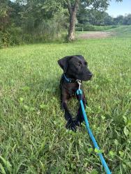 Reunited Male Dog last seen Near Ford Rd, Morrow, OH 45152, USA, Morrow, OH 45152