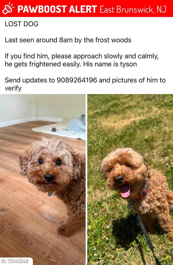 Lost Male Dog last seen Frost Rd/ Trail, East Brunswick, NJ 08816