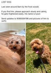 Lost Male Dog last seen Frost Rd/ Trail, East Brunswick, NJ 08816