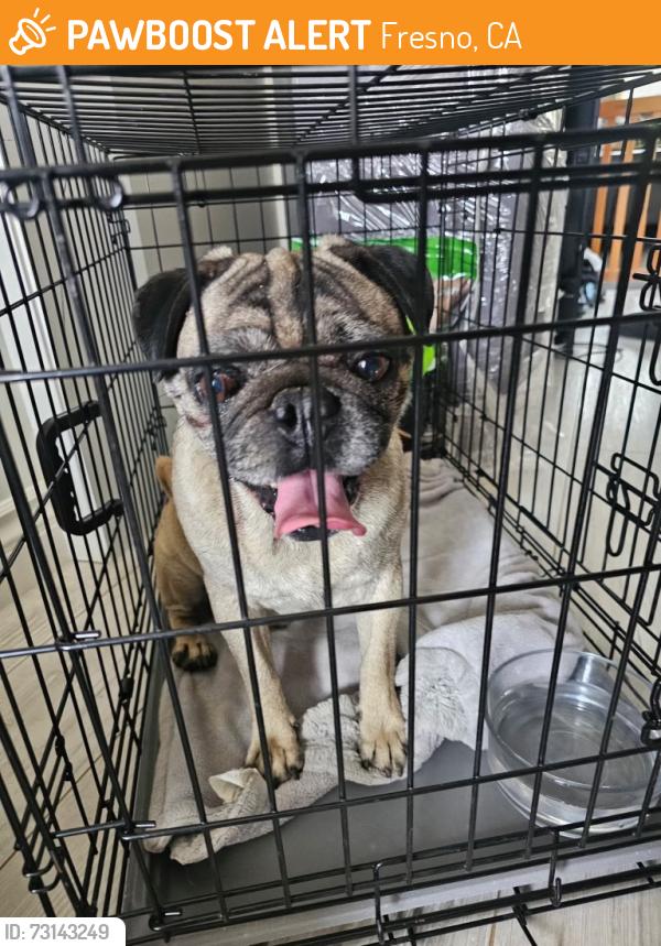 Found/Stray Male Dog last seen Cross streets are Herndon & Hayes, Fresno, CA 93722