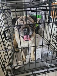 Found/Stray Male Dog last seen Cross streets are Herndon & Hayes, Fresno, CA 93722