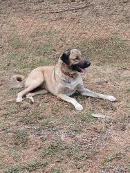 Reunited Male Dog last seen Aiken Road, Iva, SC 29655