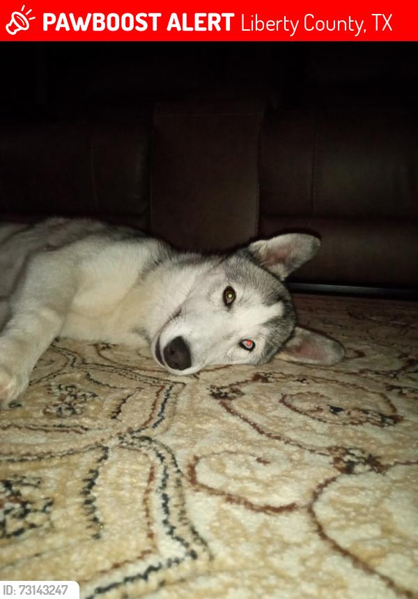 Lost Female Dog last seen Let’s Go Market, Liberty County, TX 77327