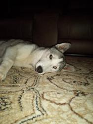Lost Female Dog last seen Let’s Go Market, Liberty County, TX 77327