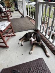 Found/Stray Male Dog last seen Tom starling /granford, Cumberland County, NC 28306