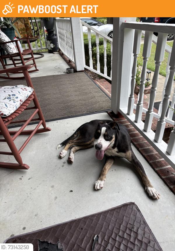 Found/Stray Male Dog last seen Tom starling /granford, Cumberland County, NC 28306