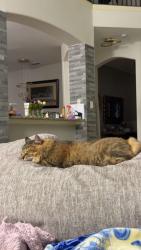 Reunited Female Cat last seen Near Cumberland Gap Dr, Fort Worth, TX 76244, USA, Fort Worth, TX 76244