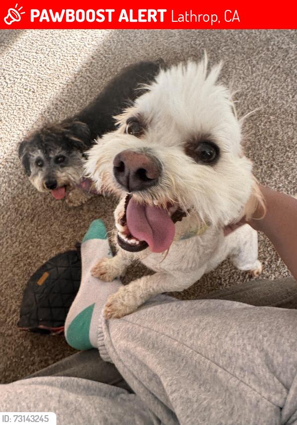 Lost Male Dog last seen The Green, Lathrop, CA 95330