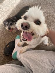Lost Male Dog last seen The Green, Lathrop, CA 95330