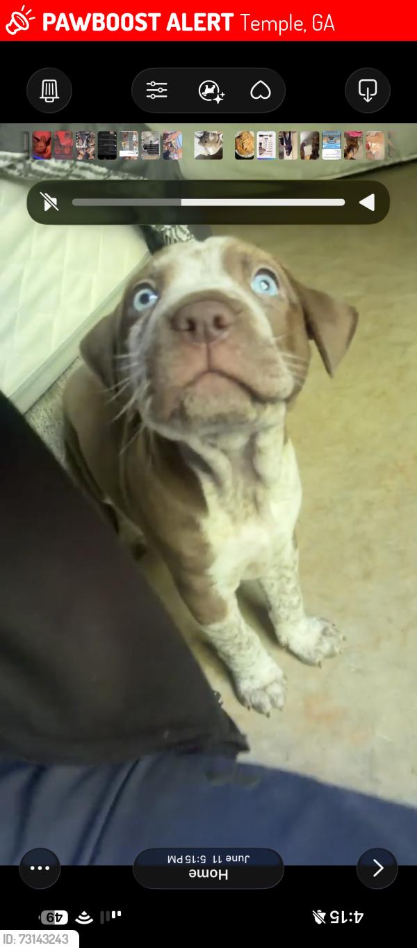 Lost Male Dog last seen ash ct temple ga, Temple, GA 30179