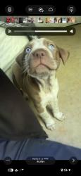 Lost Male Dog last seen ash ct temple ga, Temple, GA 30179