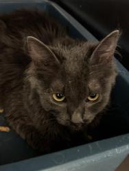 Shelter Stray Female Cat last seen Near BLOCK W BENVIEW AVE, WEST VALLEY CITY UT 84120, 4522 W 3500 S, West Valley City, UT 84120, USA