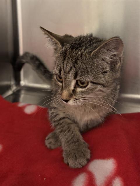 Shelter Stray Unknown Cat last seen Near BLOCK W KIRKBRIDGE, 4522 W 3500 S, West Valley City, UT 84120, USA