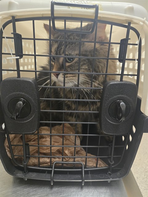 Shelter Stray Female Cat last seen 104TH AND STEELE, 12155 Park Blvd, Brighton, CO 80601, USA