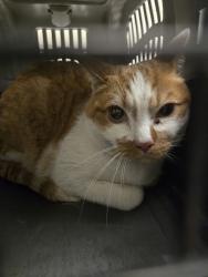 Shelter Stray Male Cat last seen 104TH AND STEELE, 12155 Park Blvd, Brighton, CO 80601, USA