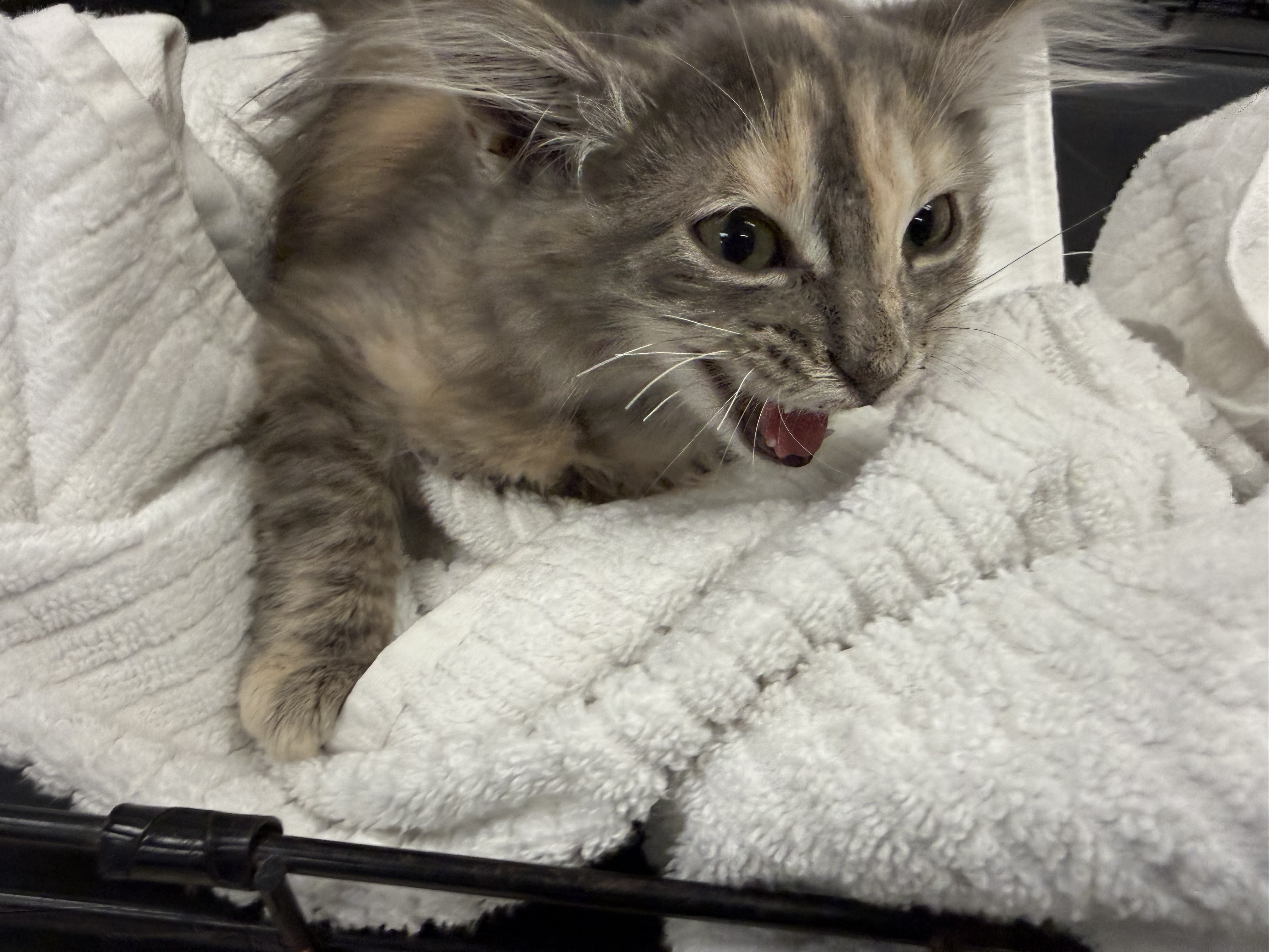 Shelter Stray Female Cat last seen , 14409 Vanowen St, Van Nuys, CA 91405, USA