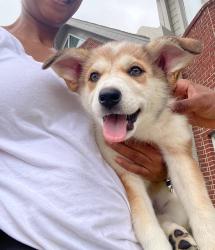 Reunited Female Dog last seen Baybrook Mall parking lot, Friendswood, TX 77546