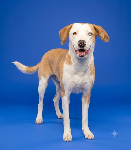 Shelter Stray Female Dog last seen Near BLOCK LAMBERT WICKES CT, 2020 Forest St, Jacksonville, FL 32204, USA