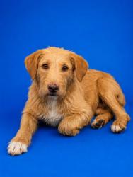 Shelter Stray Female Dog last seen , 2020 Forest St, Jacksonville, FL 32204, USA