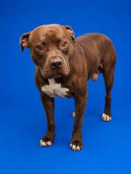 Shelter Stray Male Dog last seen , 2020 Forest St, Jacksonville, FL 32204, USA