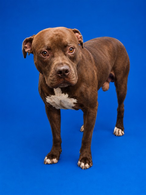 Shelter Stray Male Dog last seen , 2020 Forest St, Jacksonville, FL 32204, USA